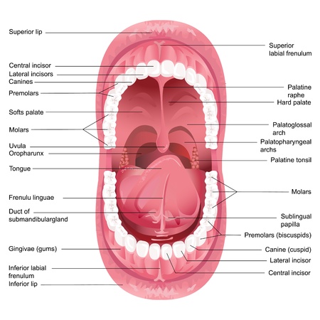 Under Tongue Diagram Wiring Diagram Site
